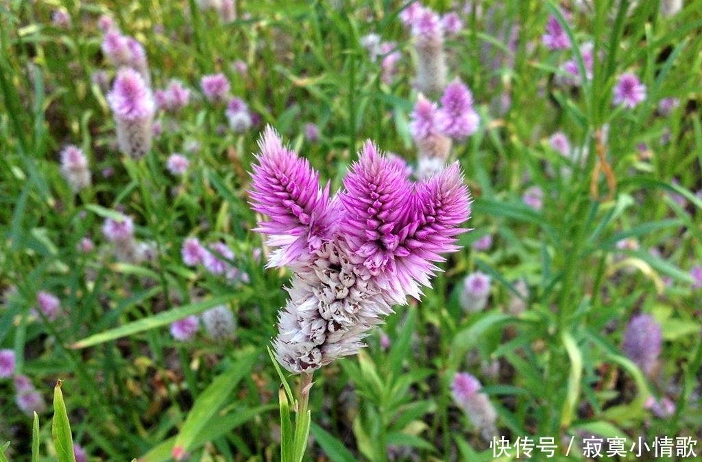 狗尾草|农田边的害草,农民痛恨不已,但叶子却是稀罕野菜,种子能做糕点