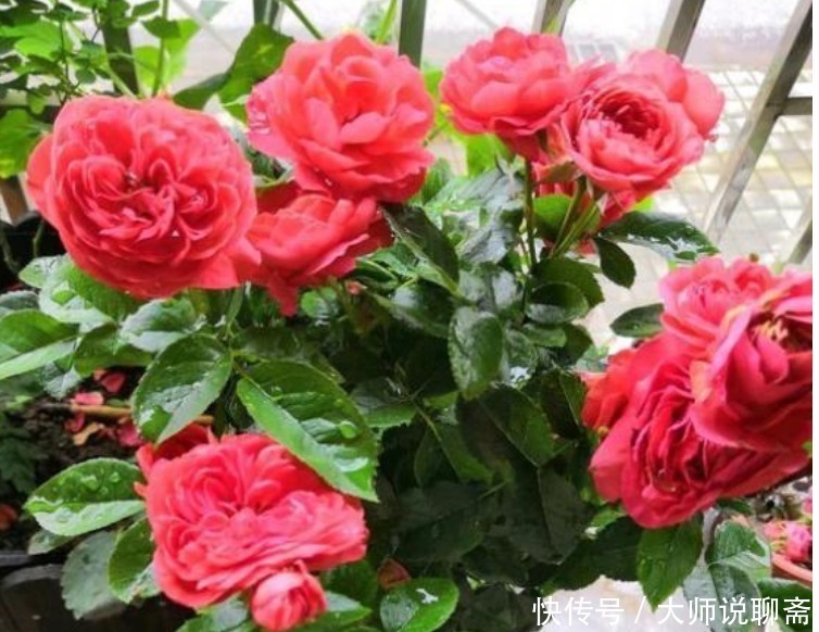 花中西施|4种“超漂亮的花”，谁看见都想养，花开不断，美极了！