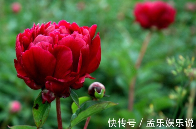 木槿花|七夕将至,芍药、舜华、并蒂莲,这些中华名花,哪种不比玫瑰美?