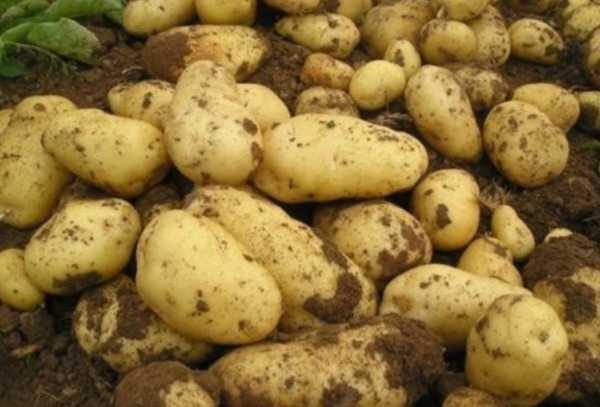 润秋燥|立秋后，土豆和此物一起食用，对身体十分有益，却还很多人不清楚