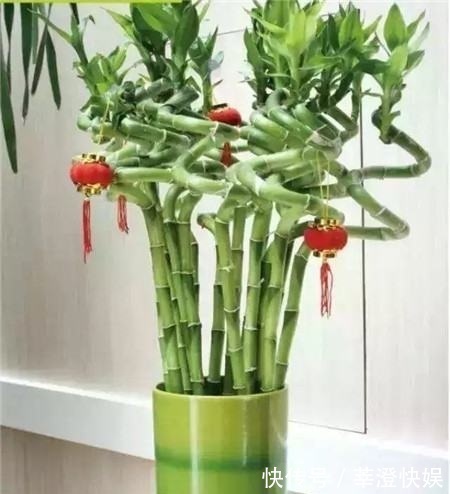 富贵竹咋养都黄叶浇水加点料，绿叶嗖嗖冒，养的节节高！
