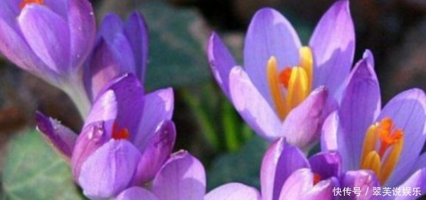 艳丽|喜欢养花,不妨养盆精品玫瑰金香玉,花开如桃,艳丽妖娆