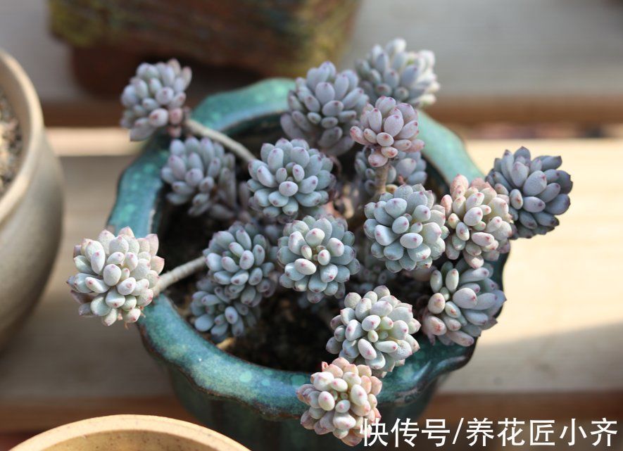 栽种|养多肉常犯5个“误区”,不是多肉不好养,而是你不了解它