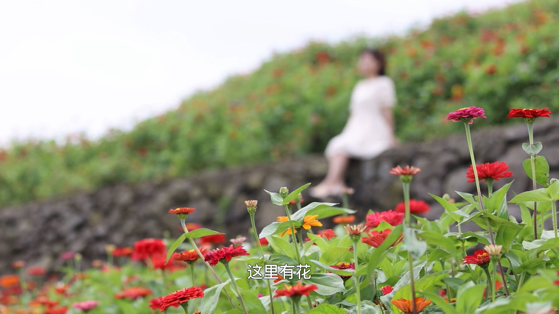 花海|隐藏在大山里的美！宁海这片百日草花海，等你来打卡！