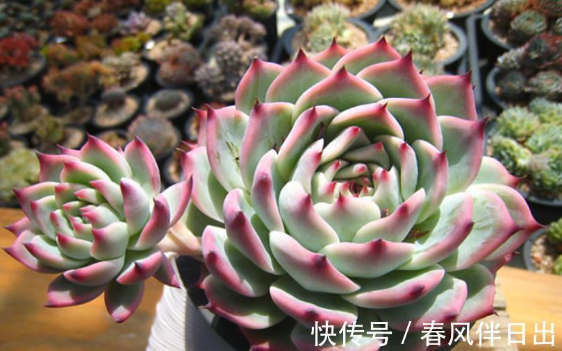 多肉植物|不容错过的4款多肉,每一种都胖乎乎上色美,一次养10盆不嫌多