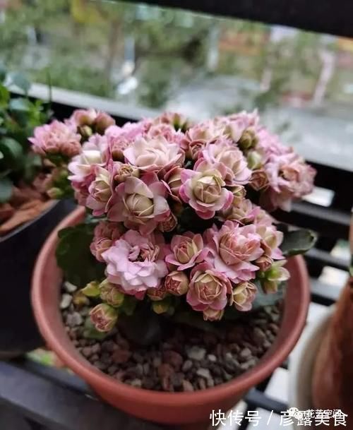 长寿花蟹爪兰还没开花,赶紧加餐,赏花有戏!