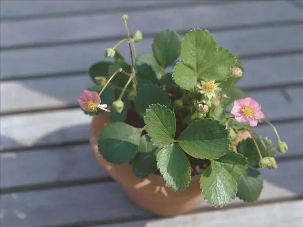 草莓叶子干枯不用怕？找到具体原因，针对性补救，叶片翠绿又光泽