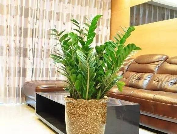 漂亮|6种漂亮花,自带“储水器”,一个月不浇水,旱不死,不妨碍开花