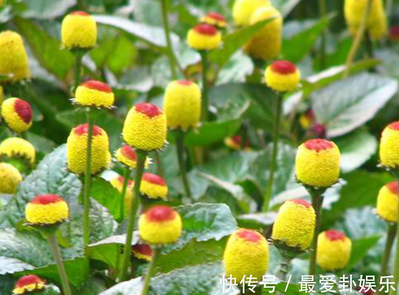 芙蓉花|养花试试这几款,完全盛开的时候花朵就能够开的更加美丽