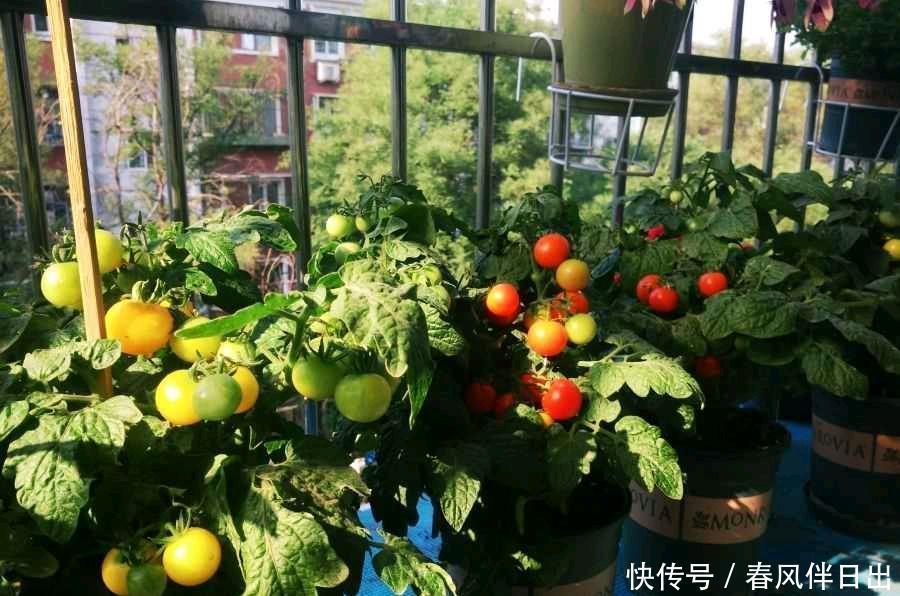 春天一定要种这3种盆栽，很好养果子多，在家享受采摘乐趣