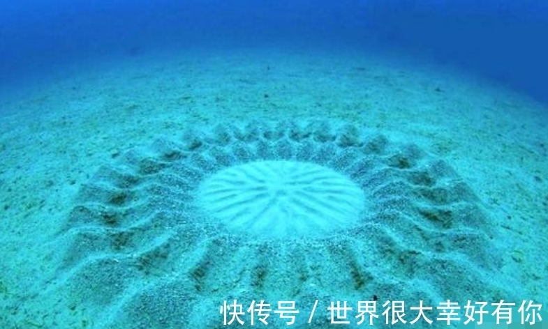 斑马纹|完全冻结的木蛙，与人类指纹几乎相同的考拉，你不知道的生物知识