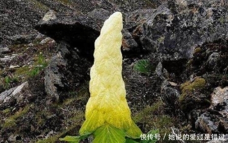 购买|男子家养的白菜竟然长到2米高,有人高价购买,男子拒绝