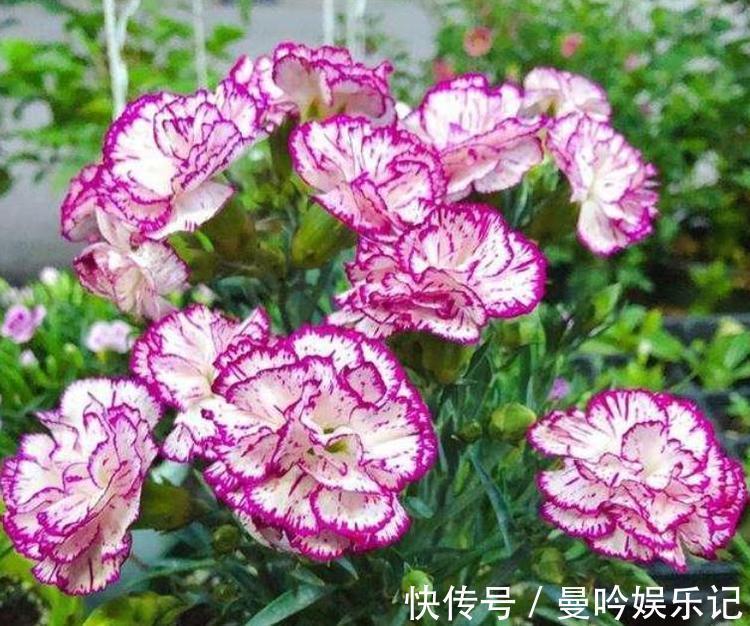 养花|养花就养个花期长的，满屋子飘香，清新空气，家家必备！