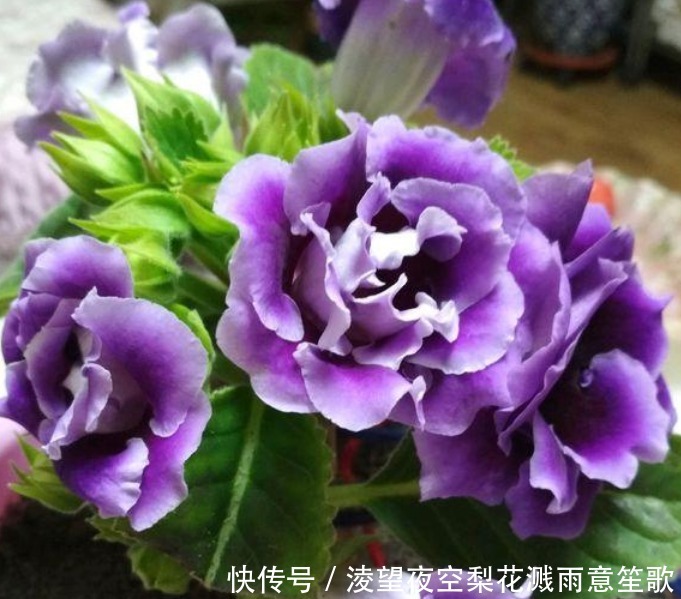 “此花”没有哪种花能与之“媲美”,堪比玫瑰和牡丹,娇艳绚丽!