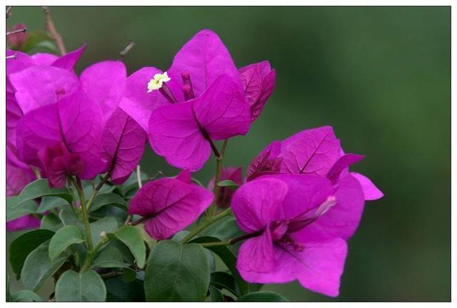 三角梅扦插有技巧,学会几点,一盆变多盆很简单