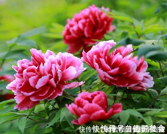 曲瓣|4种花,一养就是100年,开花漂亮,优雅高贵,养成“传家宝”