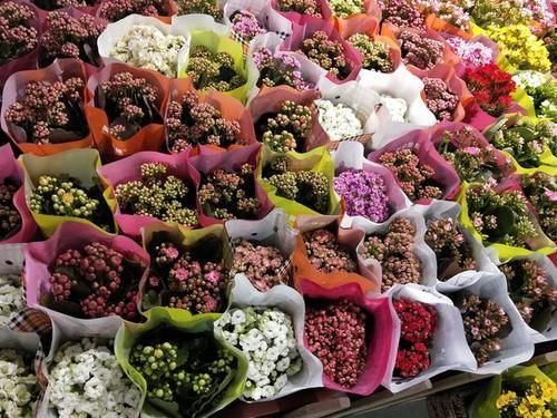 长寿花,几个月不见长大,需要施什么肥吗?