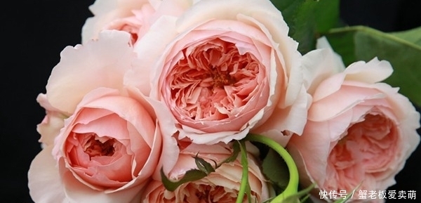 月季花|要养月季,推荐这9个品种,开花多多,又美又香,一年四季有花赏