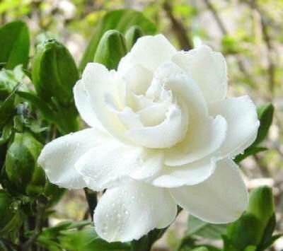 养“栀子花”,注意1个小细节,不黄叶、不掉苞,油绿茂盛开花多