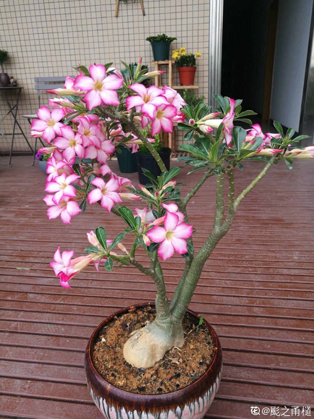 10种耐旱花,2个月不浇水,叶子反而绿油油!