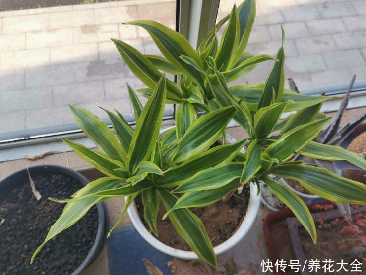 7种花，现在要砍头，冲天炮变成爆炸头