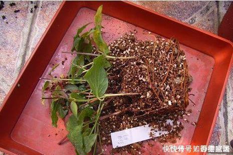这五种花儿,一个枝条就能种,爬藤爬满墙,开花又多又漂亮