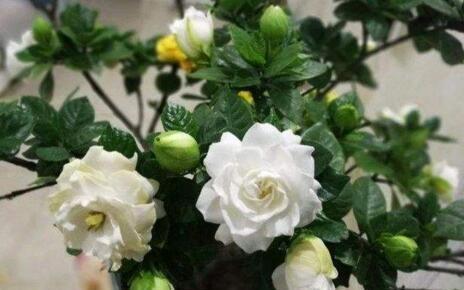 李大姐养栀子花,盆里埋上“5两它”,叶子油绿,一次开60朵大花