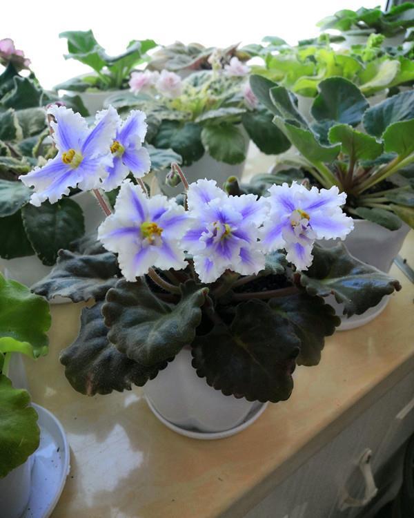 阳台上|6种“劳模花”,四季能开花,家里养一盆,赏花300天