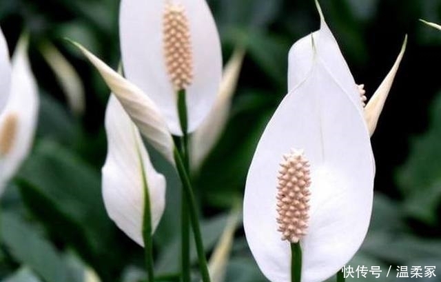 这些大吉大利的盆栽,生意人都爱摆一盆,你家里有吗