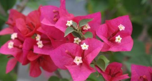 三角梅“光秃秃”不长叶，教你一招，快速恢复，没有叶子开满花！