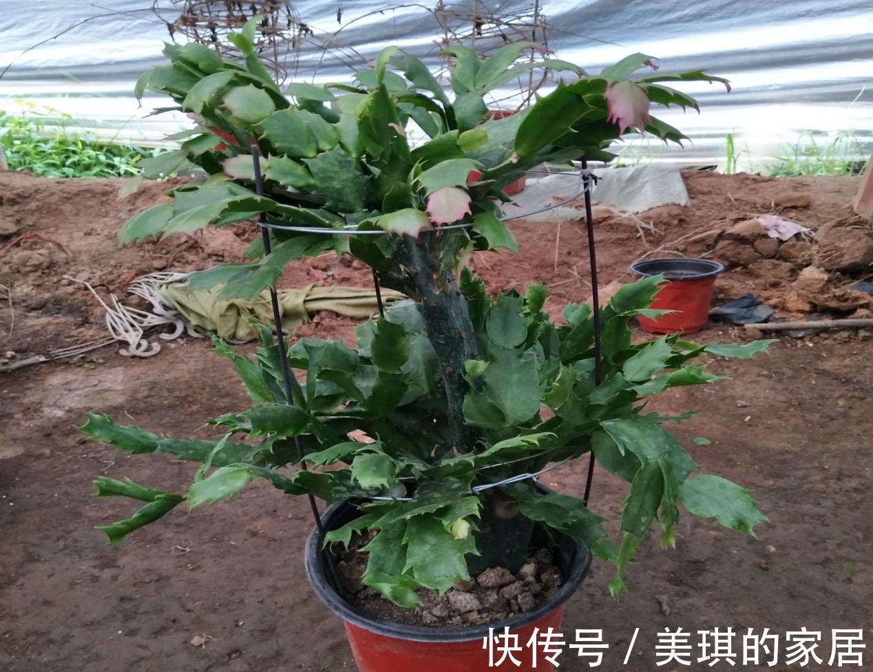 甭淘汰养花旧土,这么一处理添加,不用多花钱土质就变好了