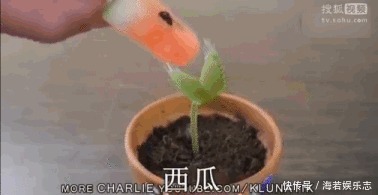 珠子|家里养了这花,小孩最喜欢,好看好玩太值了!