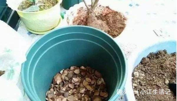 给花卉换盆时,底下垫点“小玩意”,不烂根,营养高,比施肥强!