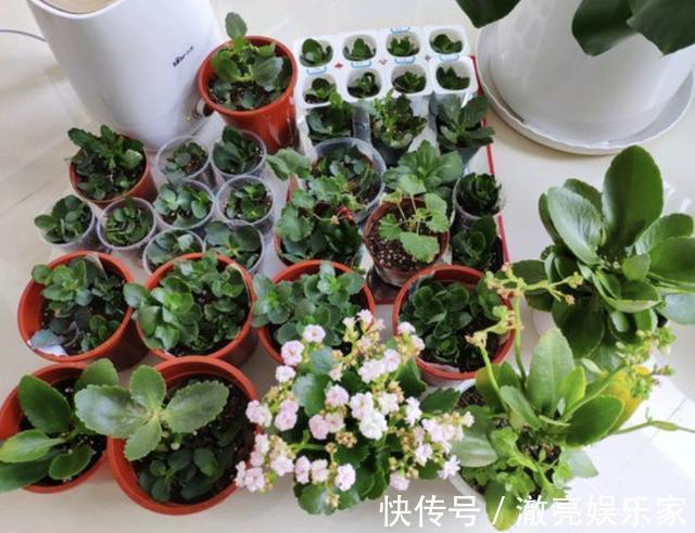 花苞|夏天盆栽“长寿花”，把4个“小细节”做好，天冷后冒花苞，美