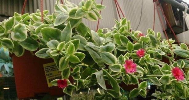 牡丹吊兰开花少怎么办，教你三个小技巧，让它花开满枝头