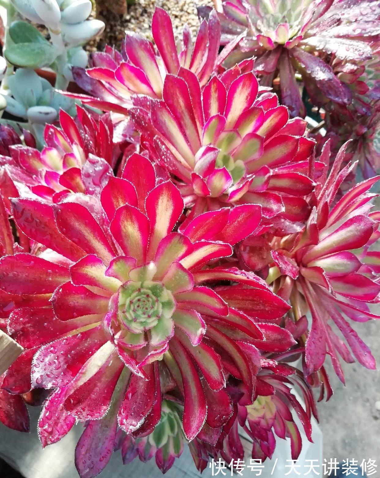 群生|多肉法师一碰就掉叶，补充“三动作”，叶片紧凑，养成群生小老桩