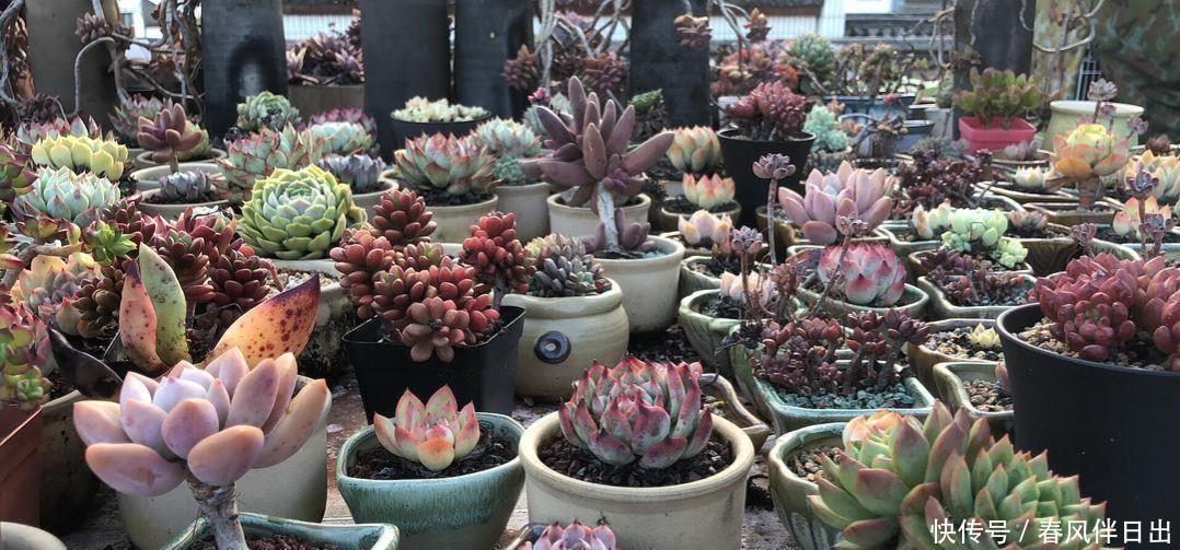 休眠|5种漂亮花,夏天“便宜”也别买,高温养不活,白花钱了