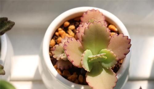 喜欢多肉的小伙伴,几种多肉不要养,不然会后悔的!