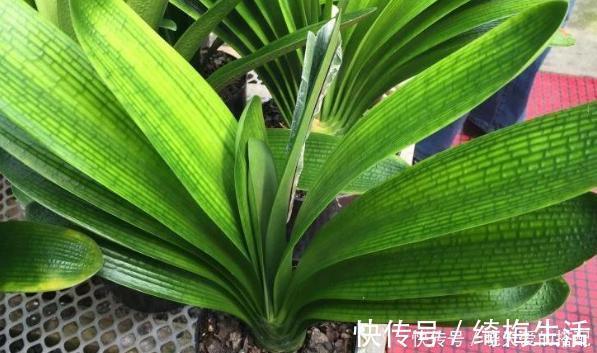 君子兰不长出花箭、开花怎么办?掌握3技巧,接连不断地开花