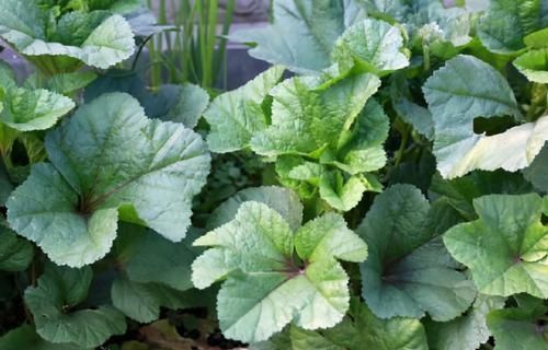 女性不想老得快,臉上爬滿皺紋,3種食物,調(diào)節(jié)內(nèi)分泌,美容養(yǎng)顏