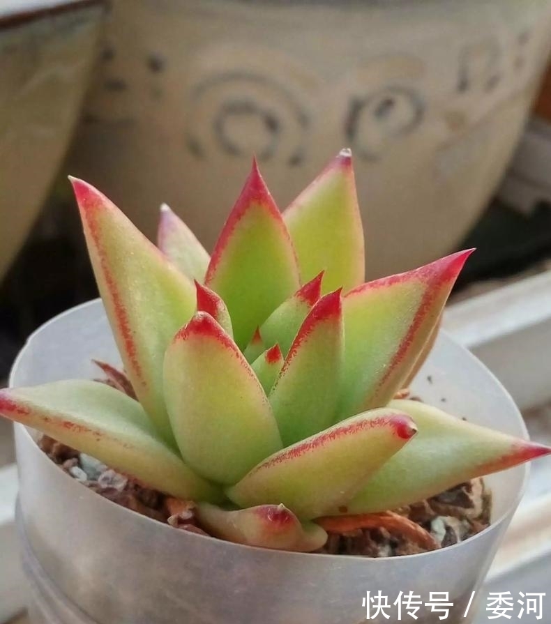 从小就喝洗米水长大的多肉,快来看看来自多肉的强势“逆袭”!