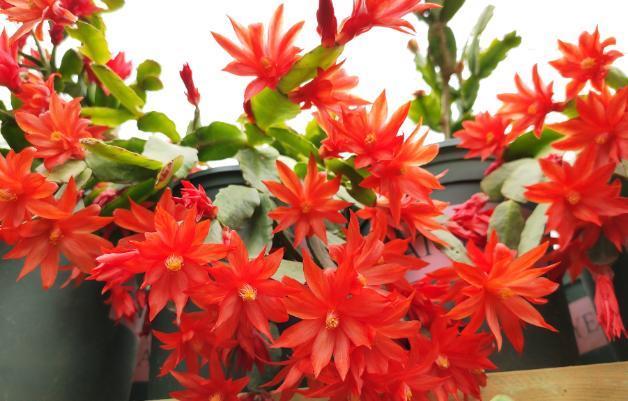 病因|蟹爪兰不开花，叶子还发蔫褶皱该怎么办摸清病因，轻松治愈