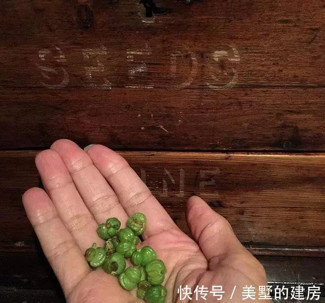 修剪|6种“漂亮花”,开完花别修剪,长满黑种子,第二年有惊喜