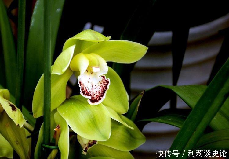 6种平价年宵花,适合大众消费,看看哪个适合你家