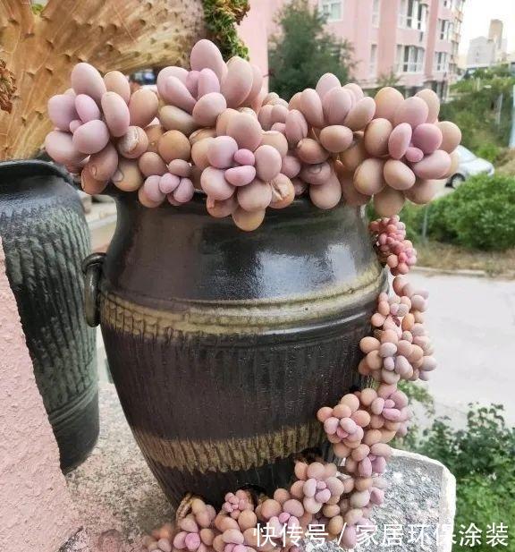 花土|多肉植物用施肥吗？秋天撒点缓释肥，有了肥料，多肉长得快