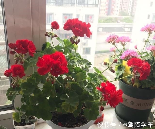 叶片|掐了一个叶片丢盆里,一年长满了花盆,连续七八年都开花!