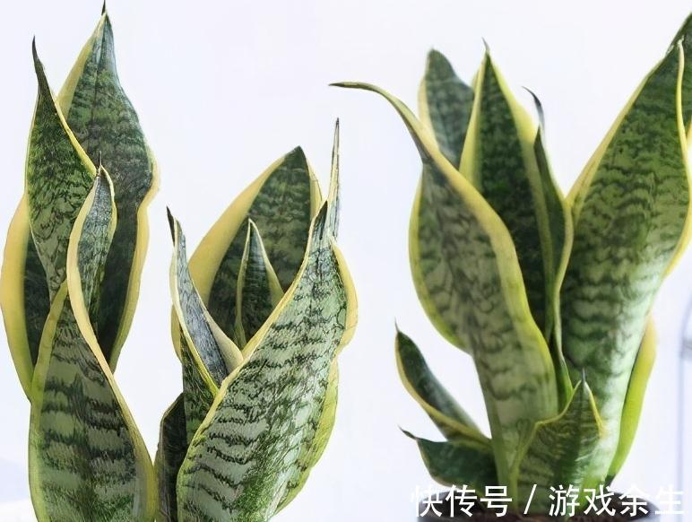 霜降过后，家里必备4盆花，叶子绿、花色艳，越养越喜欢