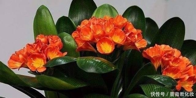 想让你的君子兰开花吗？很简单，只要这样做叶茂花艳都不是问题！