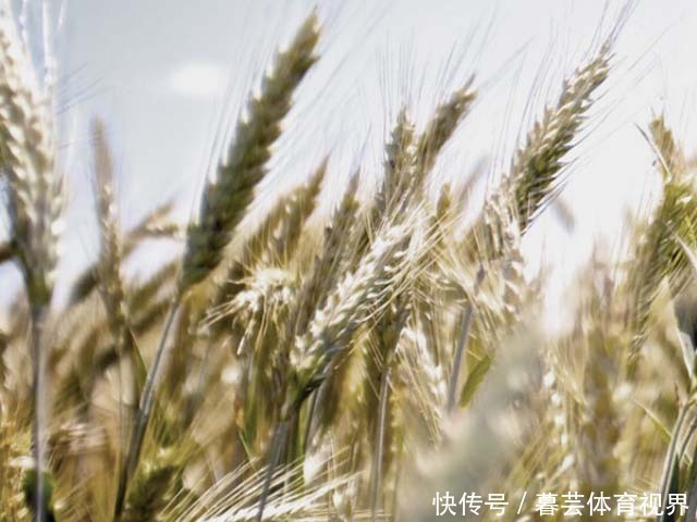 黑麦面粉|它是预防三高的首选,也是糖尿病朋友的优选食品,补肝益肾好处多