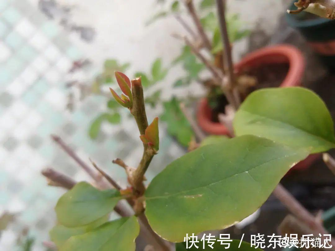 超实用的催花小技巧,效果太好,家里的花想开几次开几次!